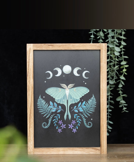 Luna Moth Wall Art