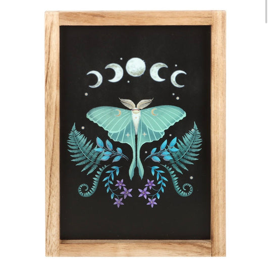 Luna Moth Wall Art